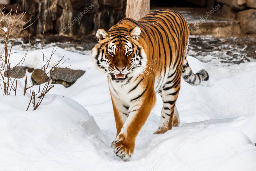 beautiful panthera tigris on a snowy road close up