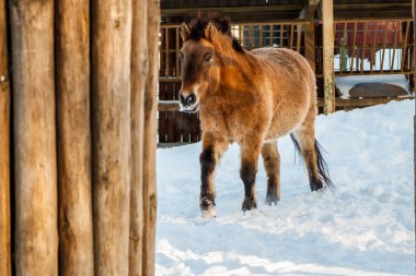 güzel Equus przewalskii caballus karlı bir yol üzerinde Kapat