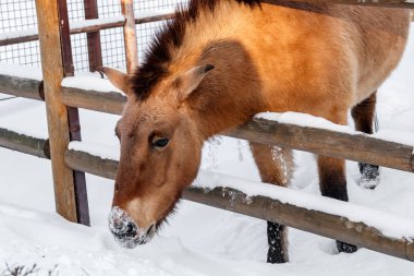 güzel Equus przewalskii caballus karlı bir yol üzerinde Kapat