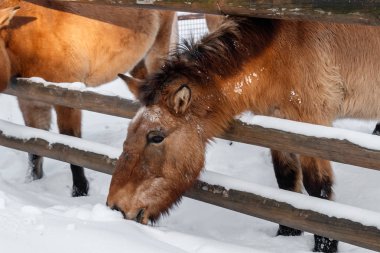 güzel Equus przewalskii caballus karlı bir yol üzerinde Kapat