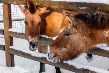 güzel Equus przewalskii caballus karlı bir yol üzerinde Kapat