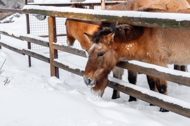 güzel Equus przewalskii caballus karlı bir yol üzerinde Kapat