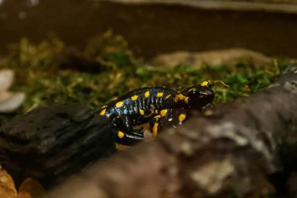 Hermosa Lagartija Hierba Salamandra Fuego Común Cerca —  Fotos de Stock