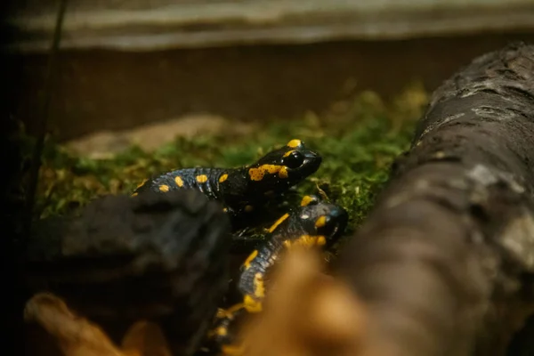 Beautiful Lizard Grass Common Fire Salamander Close — Stock Photo, Image