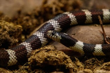 yılan lampropeltis getula californiae yakın çekim