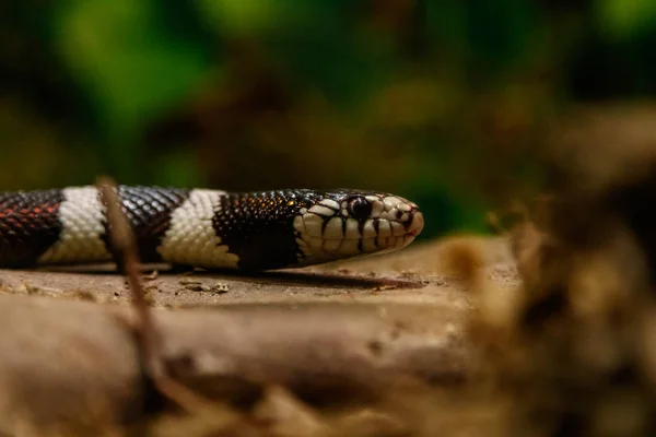 Serpiente Lampropeltis Getula Californiae Cerca — Foto de Stock