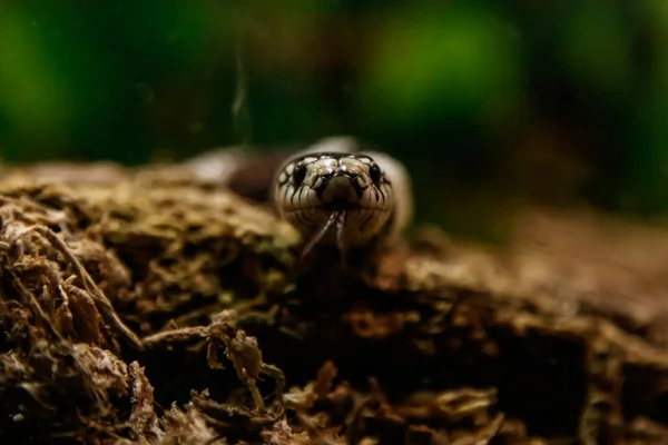 Schlangenlampropeltis Getula Californiae Aus Nächster Nähe — Stockfoto
