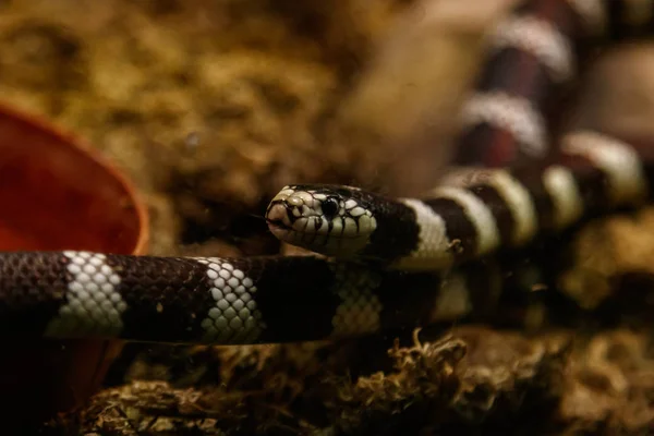 Yılan Lampropeltis Getula Californiae Yakın Çekim — Stok fotoğraf