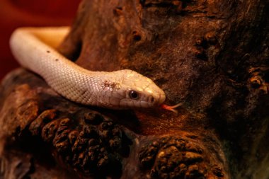 yılan leucistic texas sıçan yakın çekim