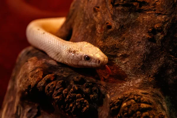 Wąż Leucistic Texas Szczur Bliska — Zdjęcie stockowe