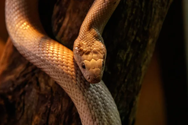 Wąż Leucistic Texas Szczur Bliska — Zdjęcie stockowe