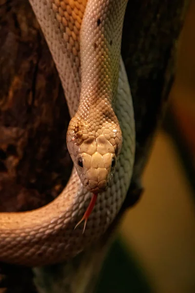 Serpiente Leucistic Texas Rata Cerca — Foto de Stock