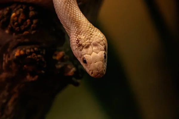 Wąż Leucistic Texas Szczur Bliska — Zdjęcie stockowe