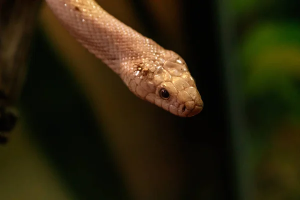 Serpiente Leucistic Texas Rata Cerca — Foto de Stock