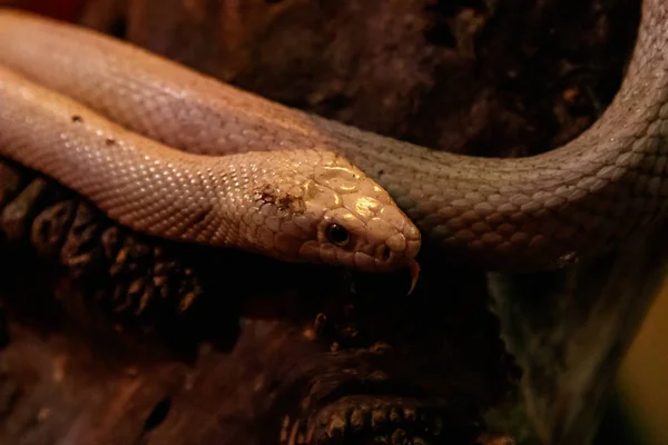 Serpiente Leucistic Texas Rata Cerca — Foto de Stock