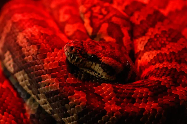 Wąż Python Dywan Przybrzeżnych Morelia Spilota Mcdowelli Bliska — Zdjęcie stockowe