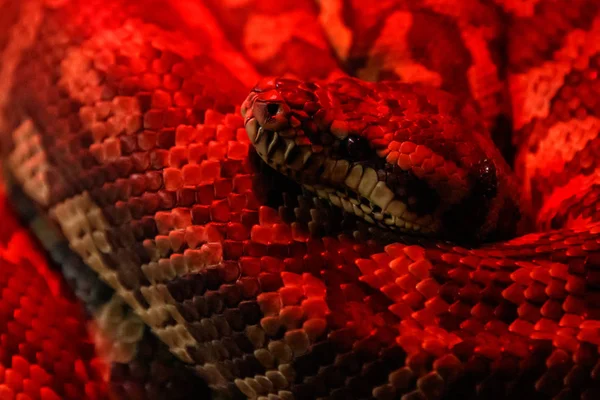 蛇沿海地毯巨蟒 莫雷利亚斯皮洛塔麦克多韦利关闭 — 图库照片