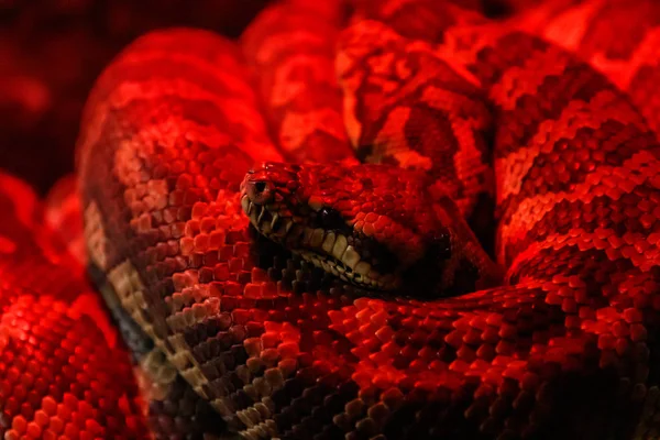 Wąż Python Dywan Przybrzeżnych Morelia Spilota Mcdowelli Bliska — Zdjęcie stockowe