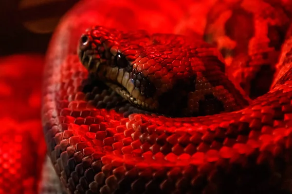 Serpente Pitone Tappeto Costiero Morelia Spilota Mcdowelli Primo Piano — Foto Stock