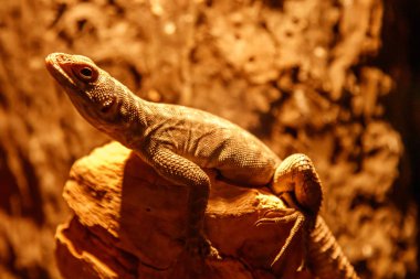 güzel kertenkele Oplurus quadrimaculatus dal yakın çekim