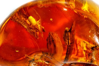 Makro beyaz zemin üzerine örümcek ile Amber mineral taş yakın çekim