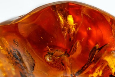 Makro beyaz zemin üzerine örümcek ile Amber mineral taş yakın çekim