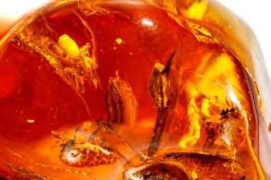 Makro beyaz zemin üzerine örümcek ile Amber mineral taş yakın çekim