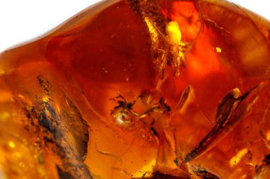 Makro beyaz zemin üzerine örümcek ile Amber mineral taş yakın çekim
