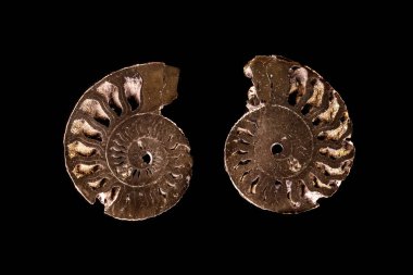 Makro mineral taş kafadanbacaklı kabuğu siyah bir zemin üzerine yakın çekim