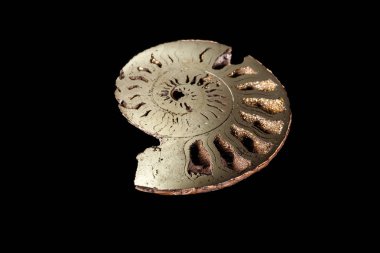 Makro mineral taş kafadanbacaklı kabuğu siyah bir zemin üzerine yakın çekim