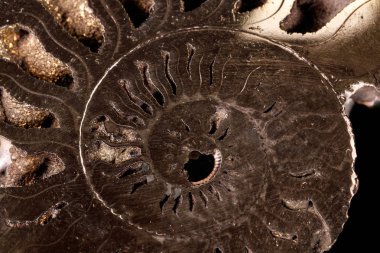 Makro mineral taş kafadanbacaklı kabuğu siyah bir zemin üzerine yakın çekim