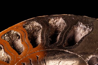 Makro mineral taş kafadanbacaklı kabuğu siyah bir zemin üzerine yakın çekim