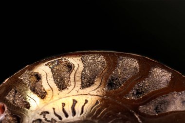 Makro mineral taş kafadanbacaklı kabuğu siyah bir zemin üzerine yakın çekim