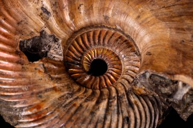 Makro mineral taş kafadanbacaklı kabuğu siyah bir zemin üzerine yakın çekim