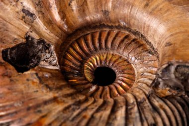 Makro mineral taş kafadanbacaklı kabuğu siyah bir zemin üzerine yakın çekim