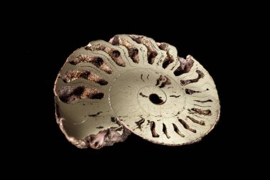 Makro mineral taş kafadanbacaklı kabuğu siyah bir zemin üzerine yakın çekim