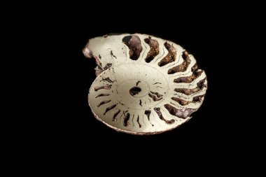 Makro mineral taş kafadanbacaklı kabuğu siyah bir zemin üzerine yakın çekim