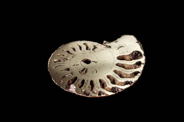 Makro mineral taş kafadanbacaklı kabuğu siyah bir zemin üzerine yakın çekim