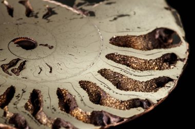 Makro mineral taş kafadanbacaklı kabuğu siyah bir zemin üzerine yakın çekim