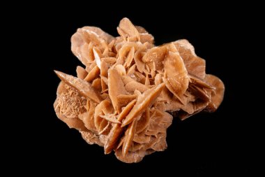 Makro mineral Taş Çölü gül veya kum üzerinde siyah bir arka plan gül yakın çekim