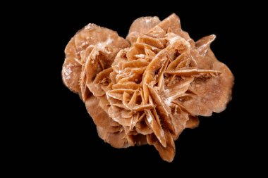 Macro mineral stone desert rose or sand rose on a black background close up clipart