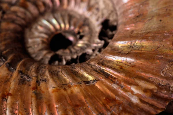 Macro Pierre Minérale Coquille Ammonite Sur Fond Noir Gros Plan — Photo