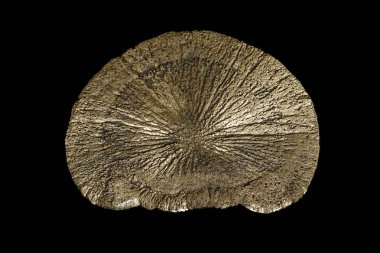 Makro mineral taş pirit siyah bir zemin üzerine