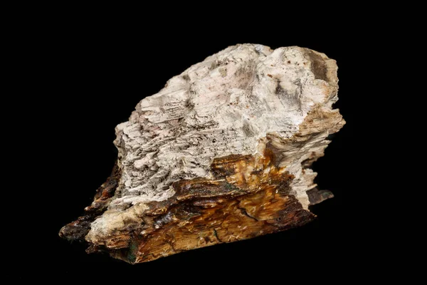 マクロ石鉱物化石の黒い背景の木 — ストック写真