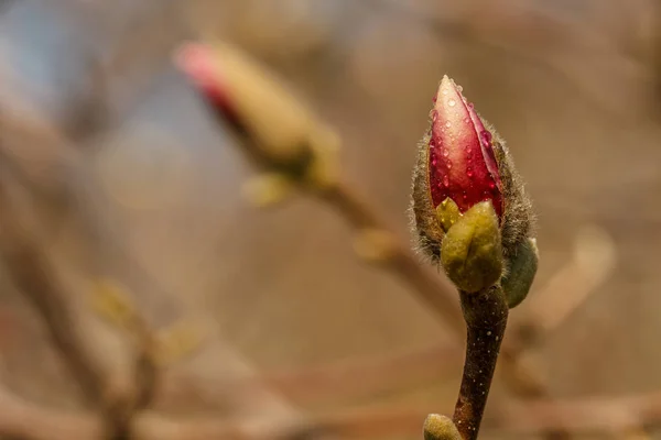 Krásné Magnolie květiny s kapičky vody — Stock fotografie