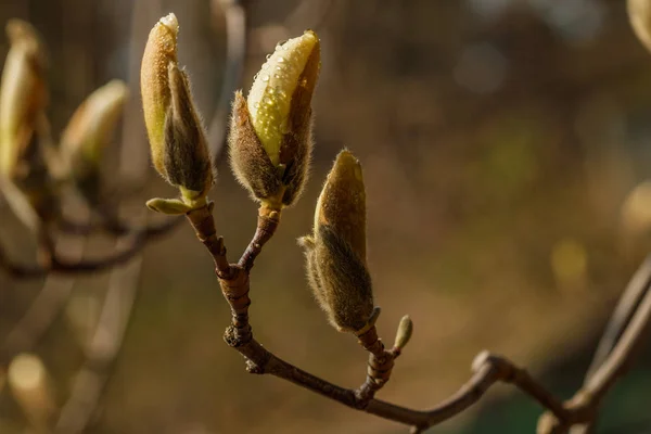 Piękne kwiaty magnolii z kropelek wody — Zdjęcie stockowe