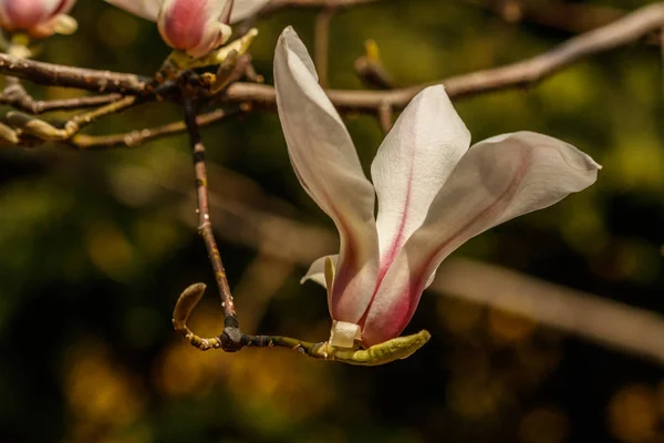 Su damlacıkları ile güzel Manolya çiçekler — Stok fotoğraf
