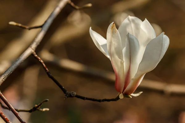 Bellissimi fiori di magnolia con goccioline d'acqua — Foto Stock