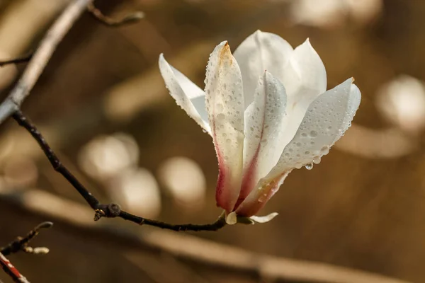 Mooie Magnolia bloemen met waterdruppels — Stockfoto