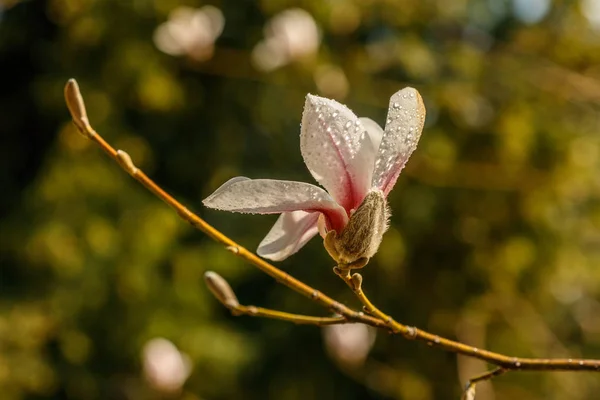 Beautiful magnolia flowers with water droplets — Stock Photo, Image